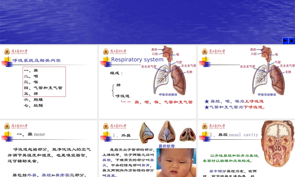48学时系解-呼吸系统.ppt