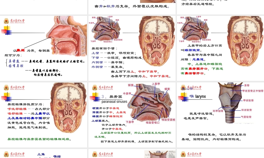 48学时系解-呼吸系统.ppt