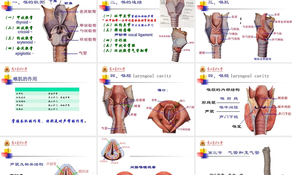 48学时系解-呼吸系统.ppt