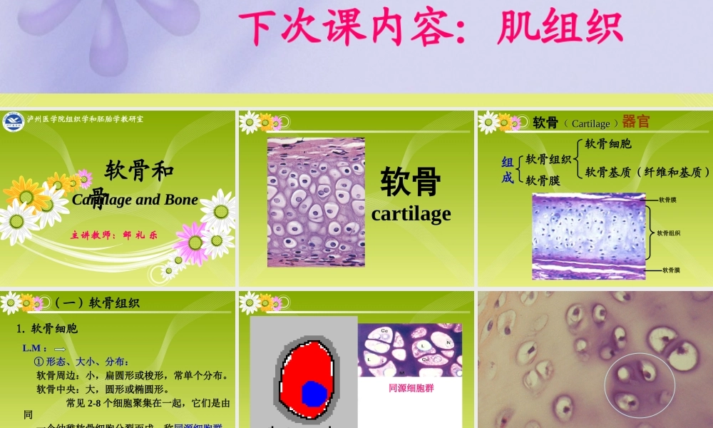 《组织胚胎学》-软骨和骨.ppt
