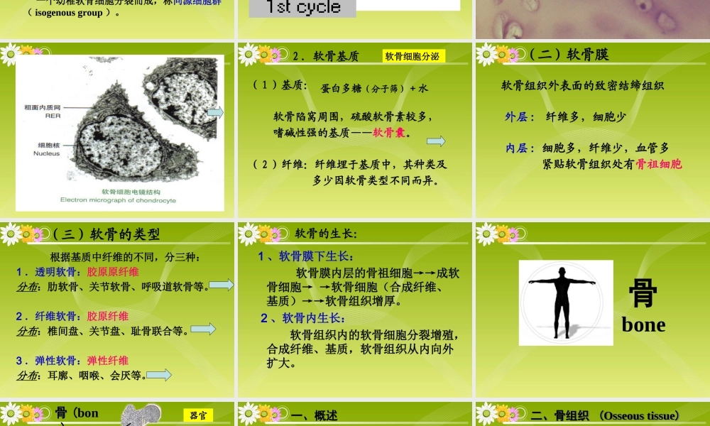 《组织胚胎学》-软骨和骨.ppt