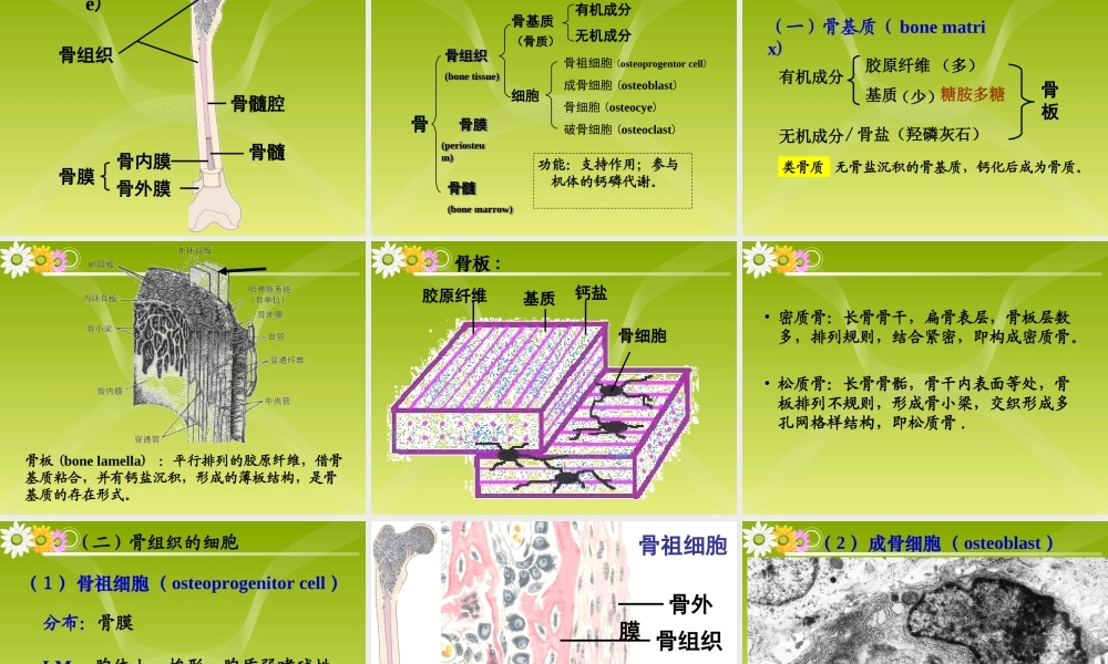 《组织胚胎学》-软骨和骨.ppt