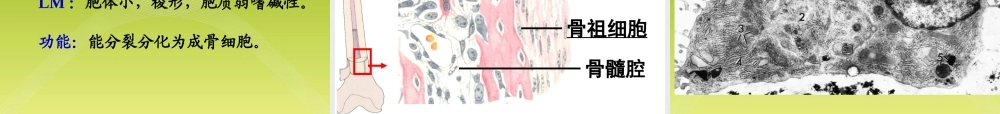 《组织胚胎学》-软骨和骨.ppt