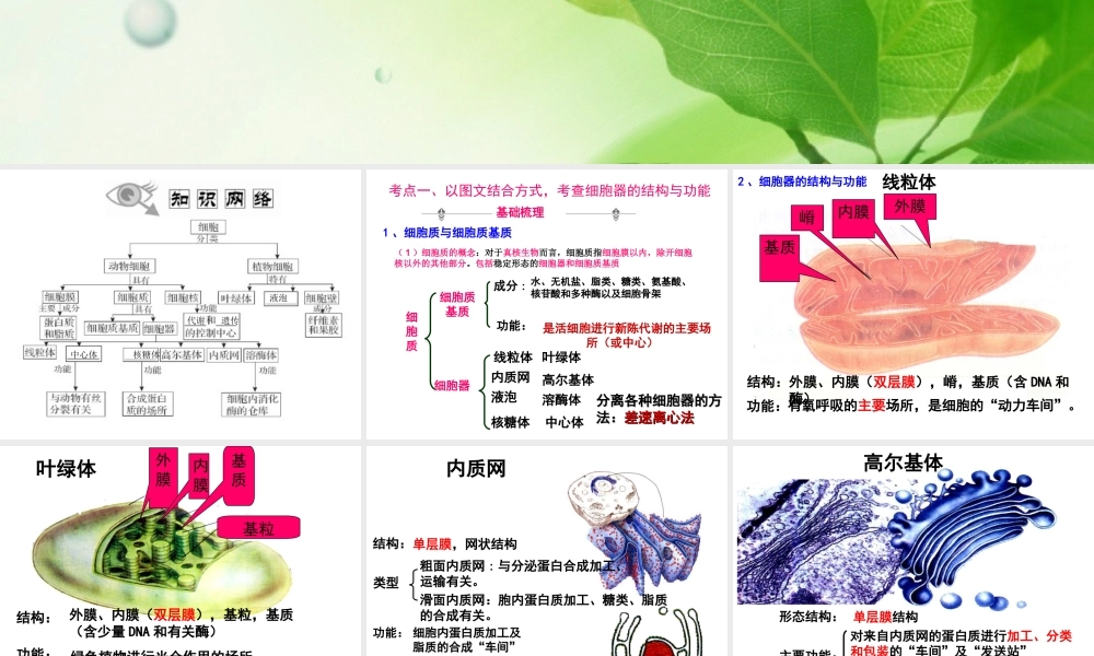 一轮复习细胞器.ppt