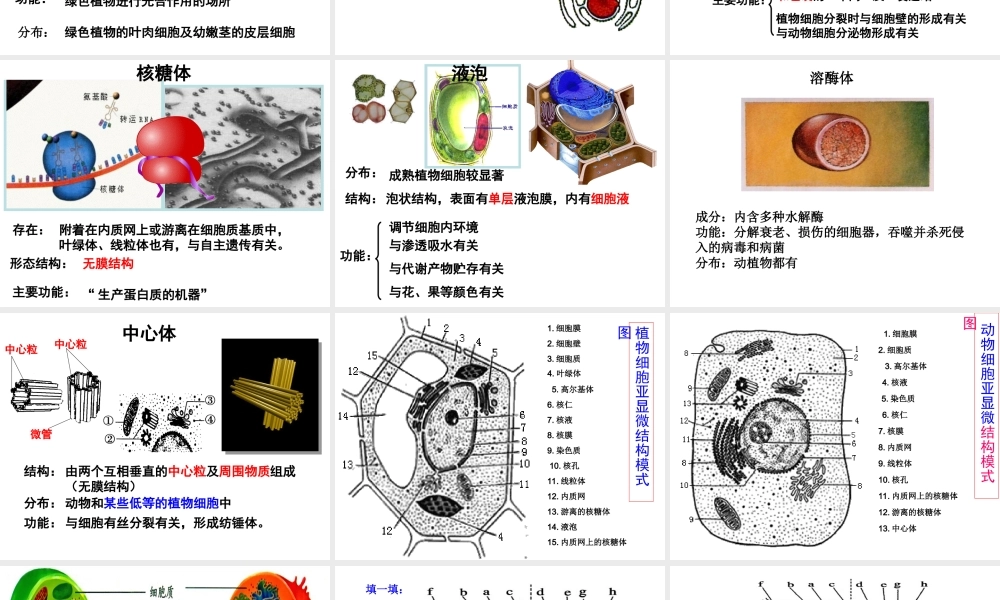 一轮复习细胞器.ppt