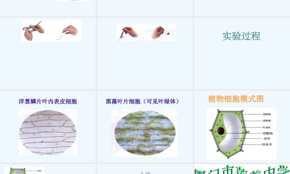 七上二单元一章二节观察植物细胞.ppt