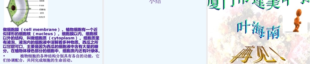 七上二单元一章二节观察植物细胞.ppt