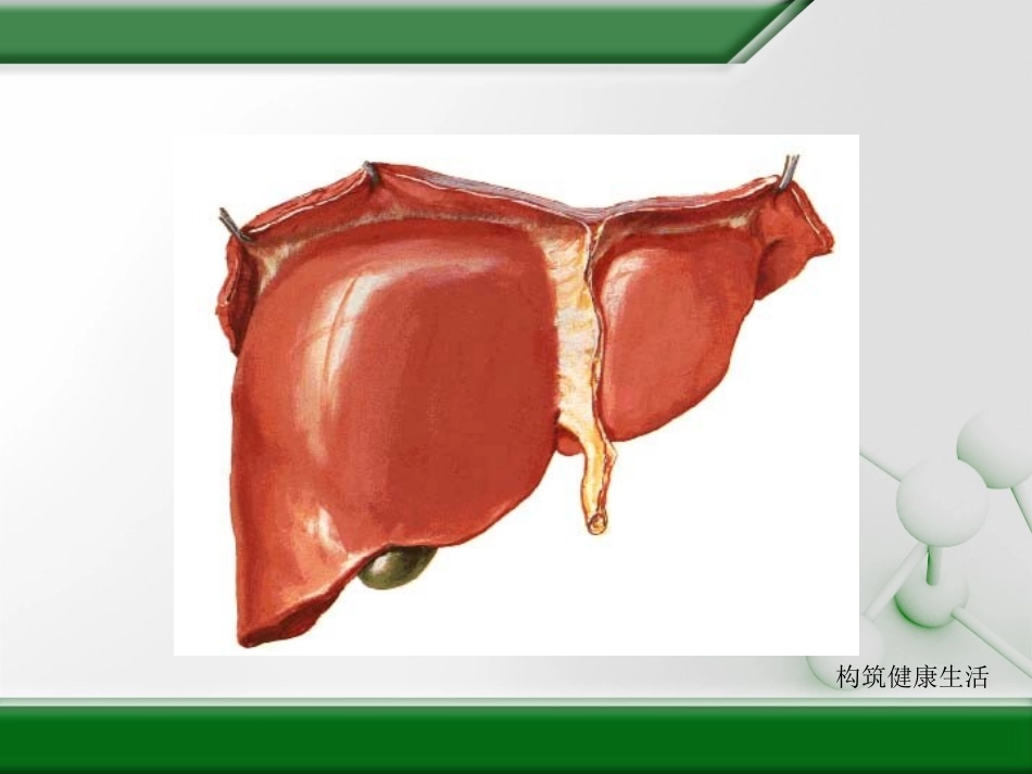 消化-肠胃-便秘-贫血.ppt_第2页