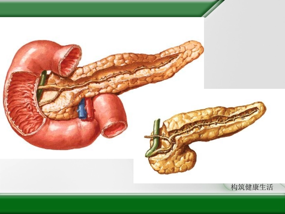 消化-肠胃-便秘-贫血.ppt_第3页