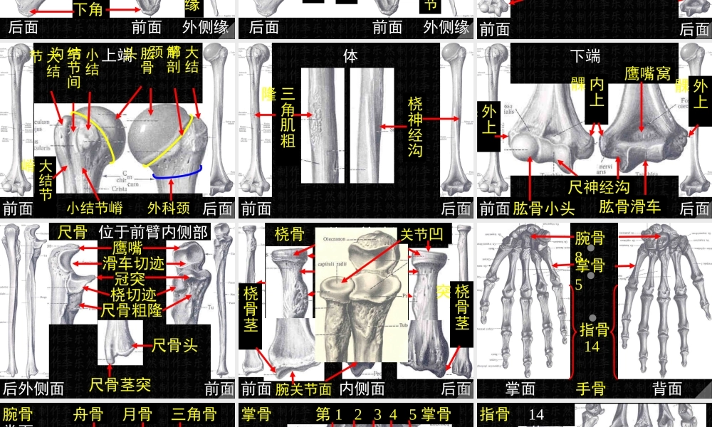 上肢骨与连接.ppt