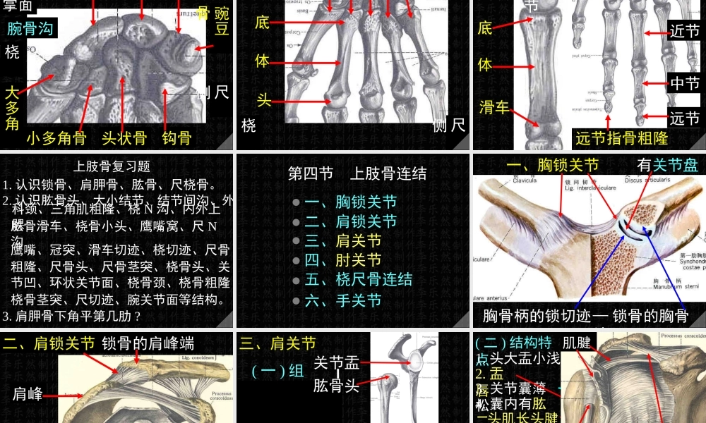 上肢骨与连接.ppt