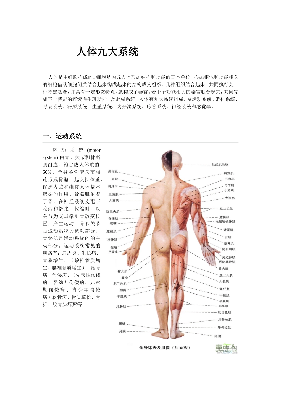 人体九大系统.doc_第1页