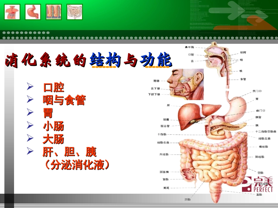 消化系统与健康(1).ppt_第2页
