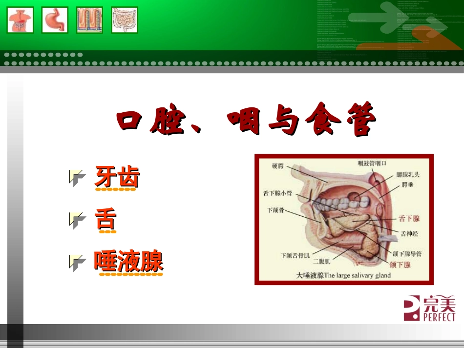 消化系统与健康(1).ppt_第3页