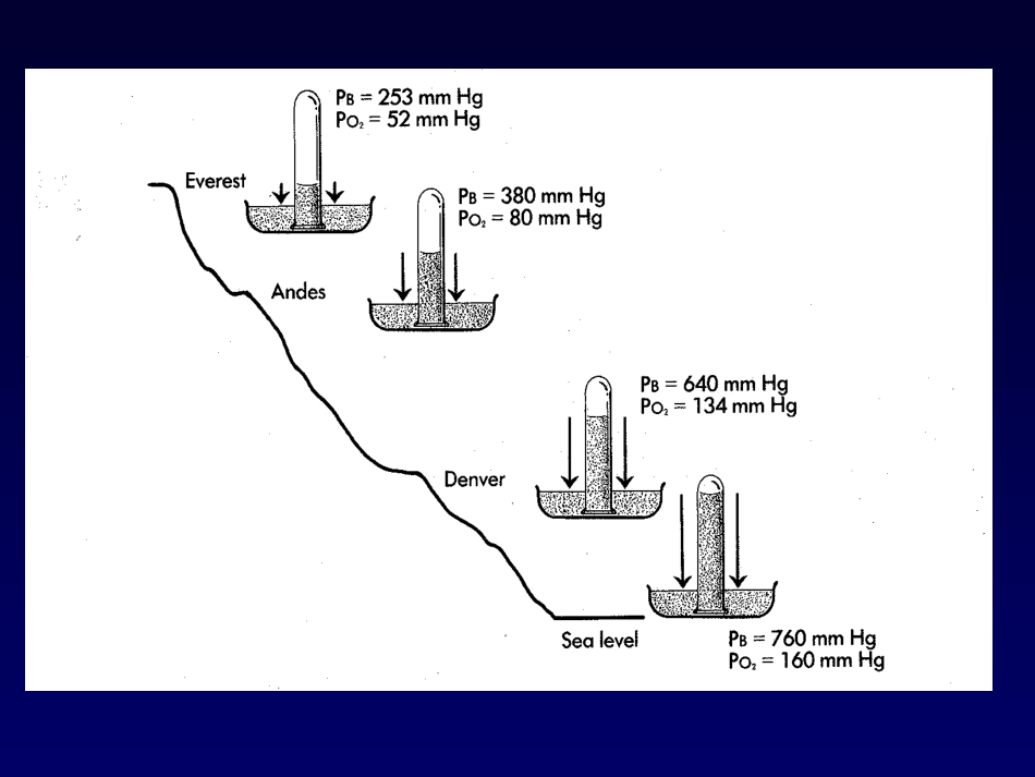 新生儿氧疗的评估.ppt_第3页