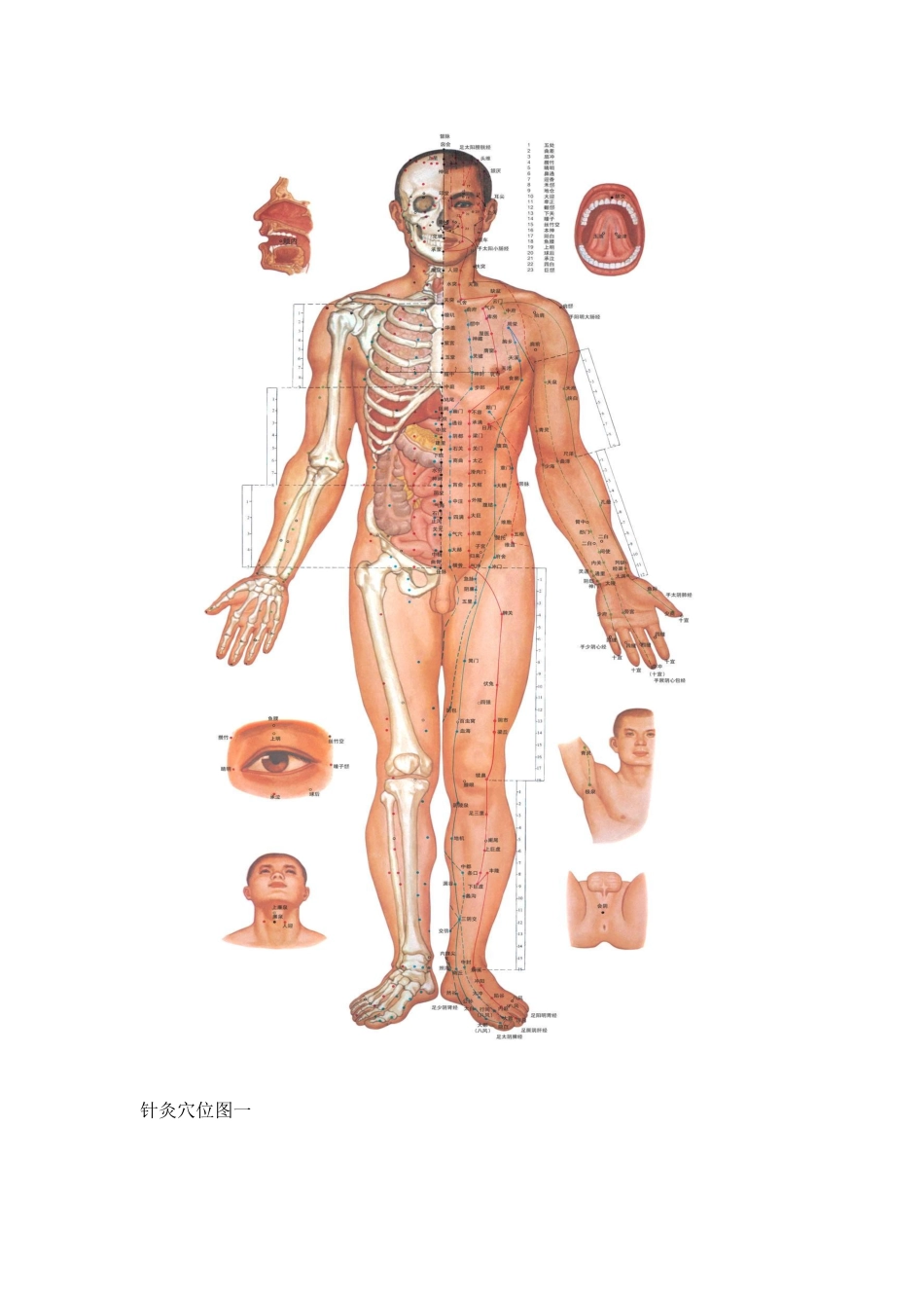 人体全身经络穴位彩图.docx_第2页