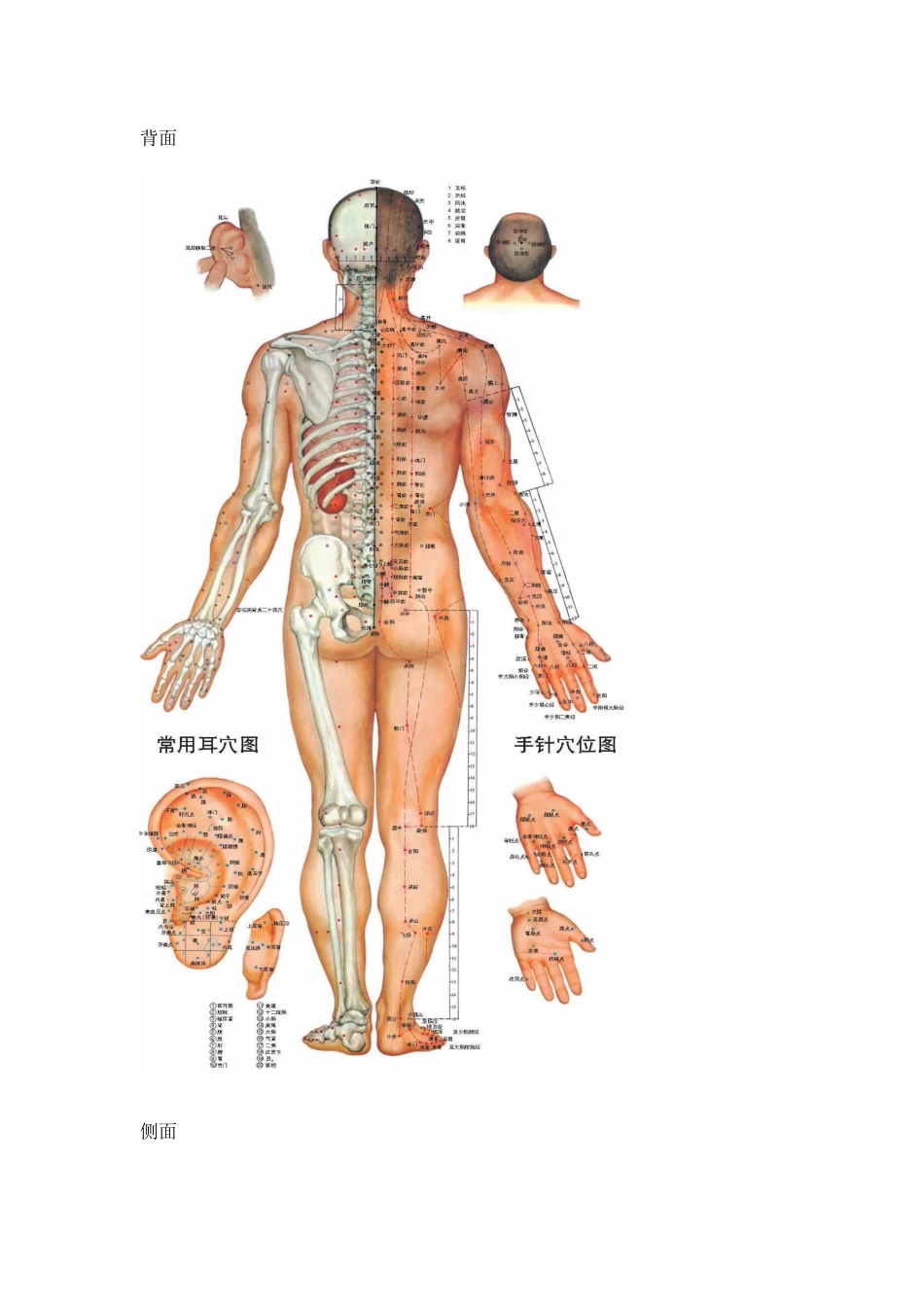 人体全身经络穴位彩图.docx_第3页