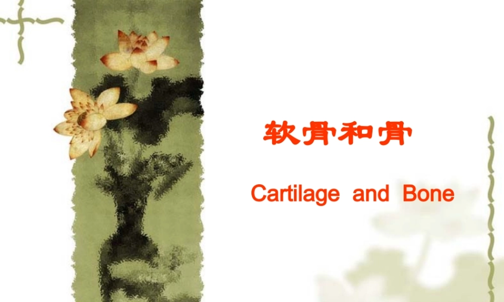 【组织学与胚胎学】软骨与骨.ppt