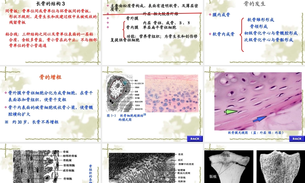 【组织学与胚胎学】软骨与骨.ppt