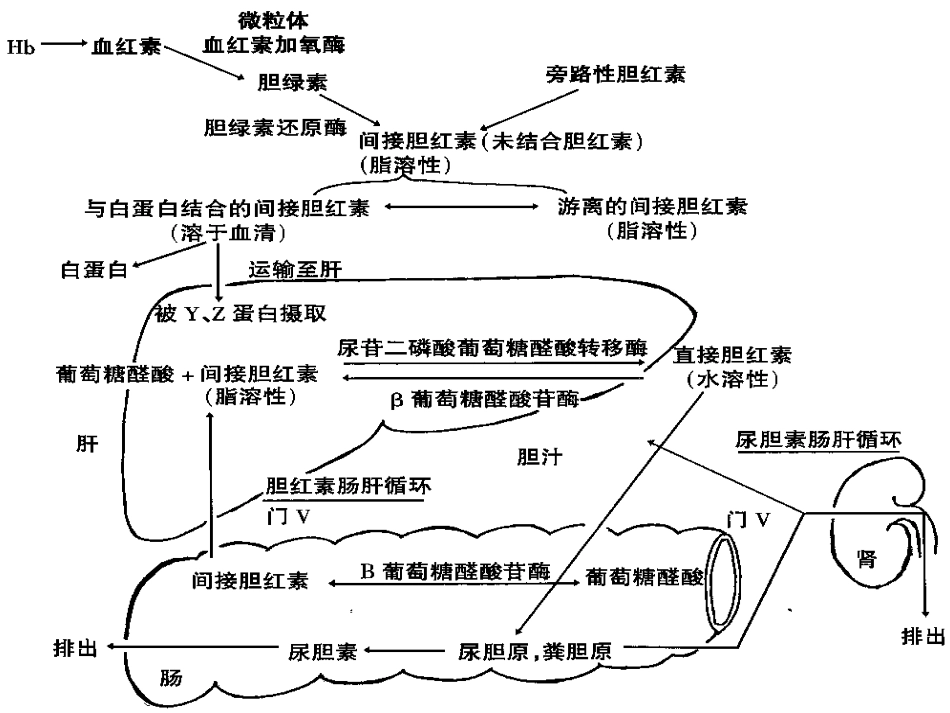 新生儿黄疸及寒冷损伤征.ppt_第3页