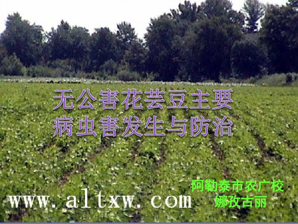 无公害花芸豆主要病虫害防治技术剖析.ppt_第1页