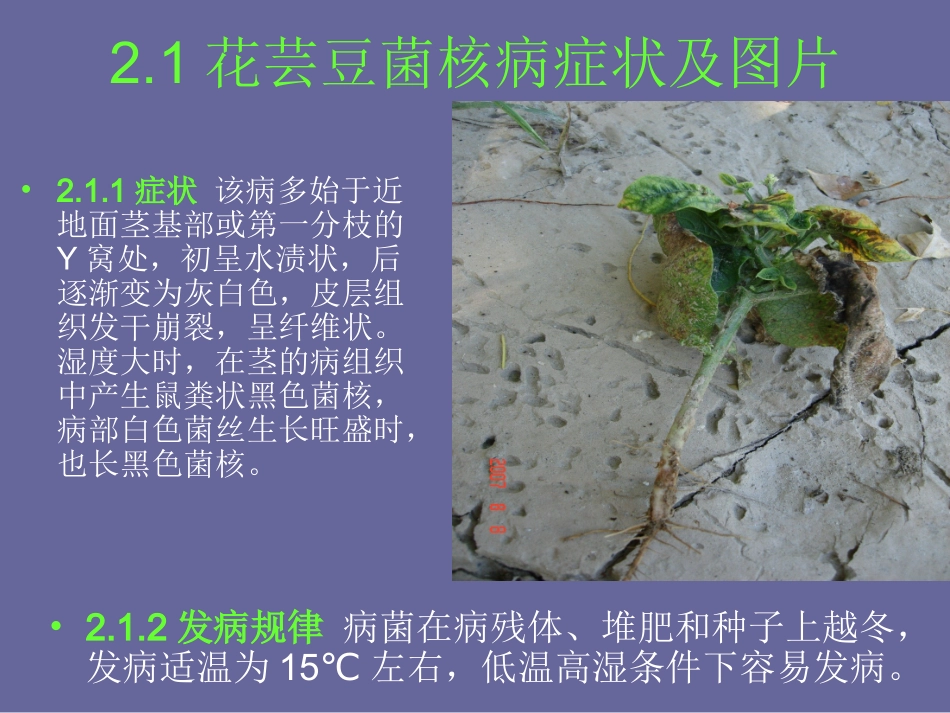 无公害花芸豆主要病虫害防治技术剖析.ppt_第3页