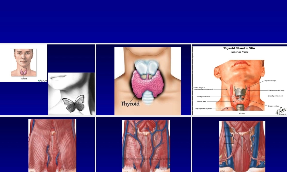 中国分化型甲状腺癌诊治指南解读(2012).ppt