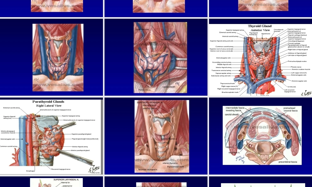 中国分化型甲状腺癌诊治指南解读(2012).ppt