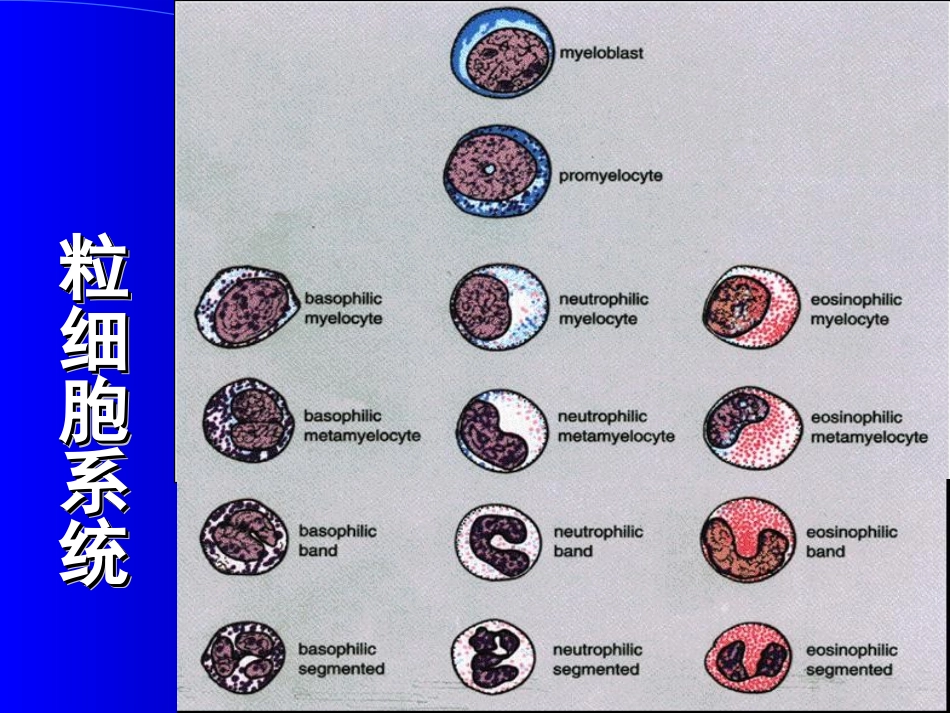 新正常粒细胞形态.ppt_第3页