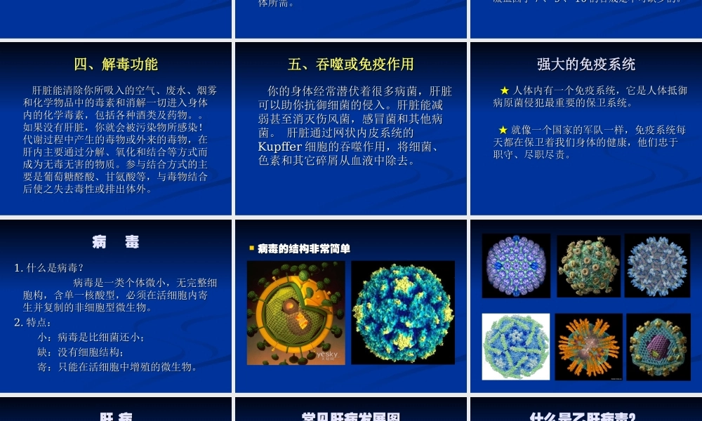 乙肝基础知识讲座.ppt