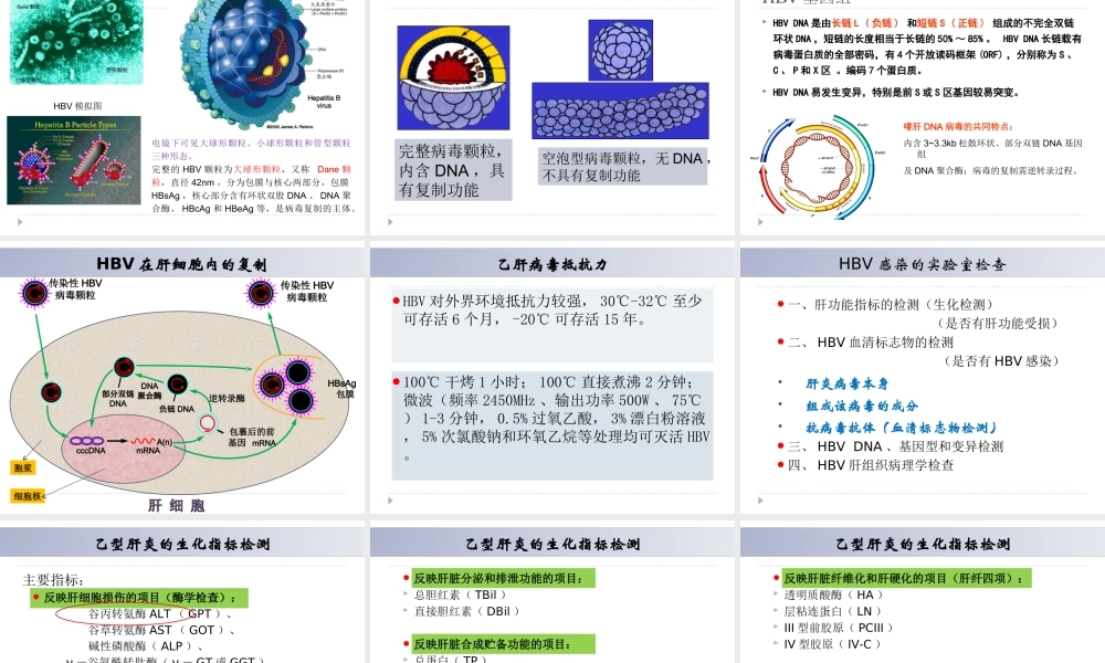 乙肝检验123(贾铁文).ppt