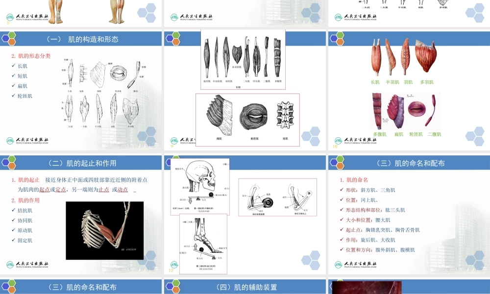 人体形态学--第03章--第3节--骨骼肌-1.总论.ppt