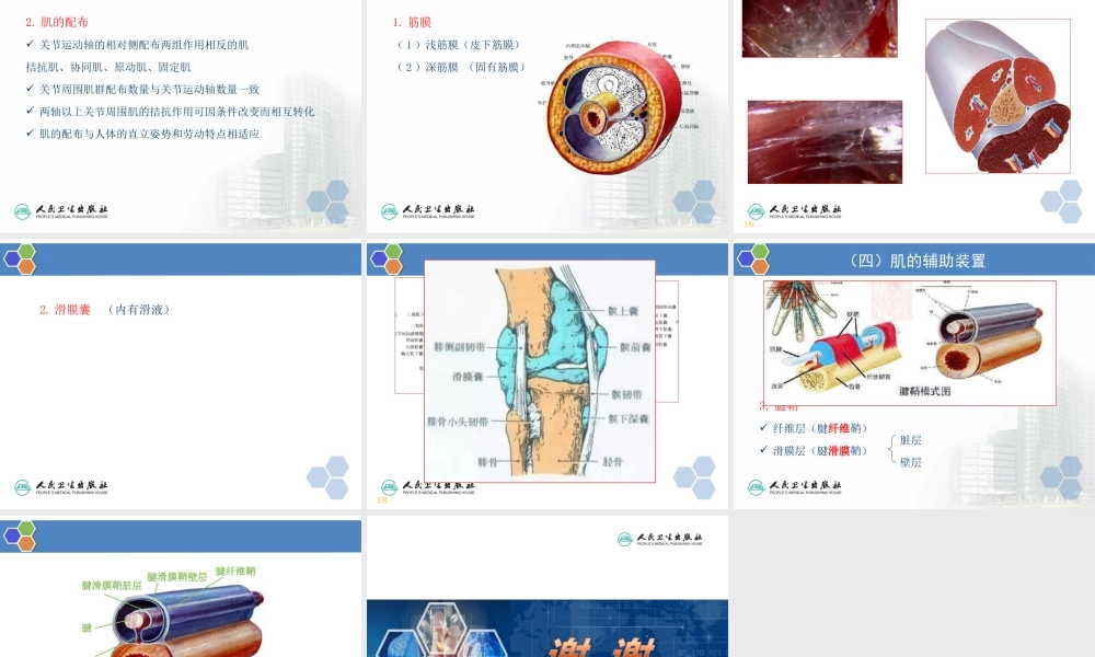 人体形态学--第03章--第3节--骨骼肌-1.总论.ppt