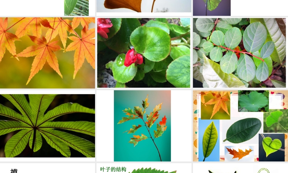 人教版二年级美术-第八课《叶子上的小血管》.ppt