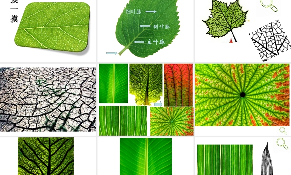 人教版二年级美术-第八课《叶子上的小血管》.ppt