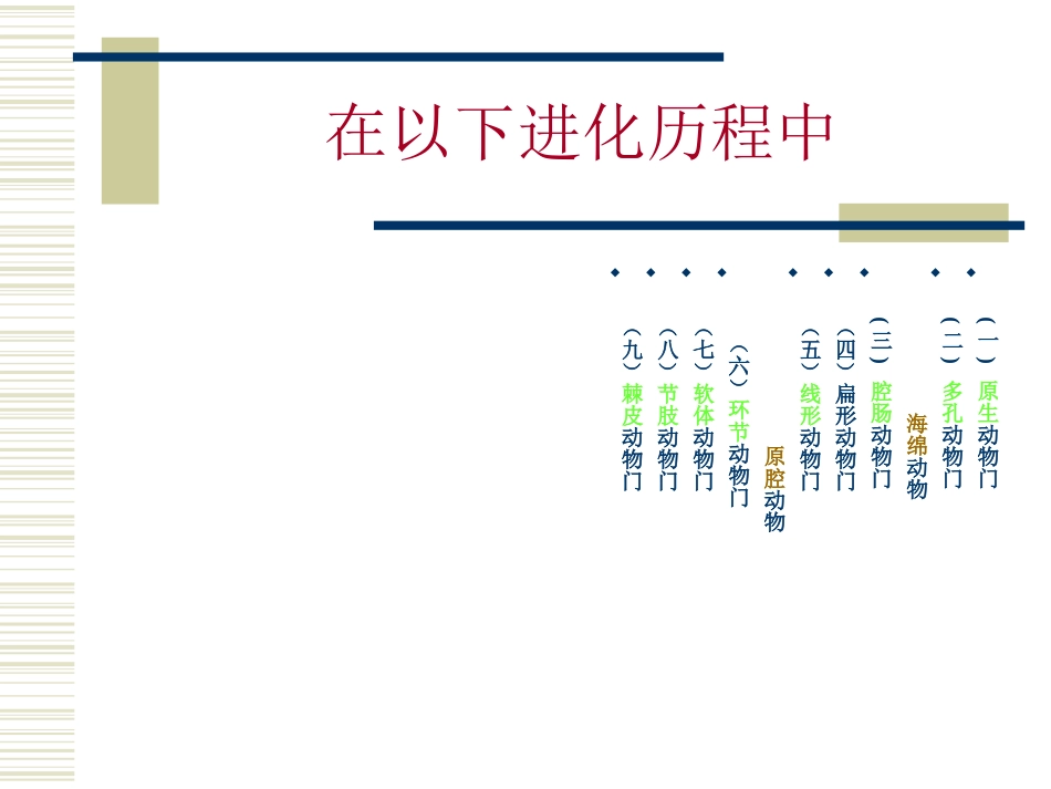 无脊椎动物消化系统比较剖析.ppt_第2页