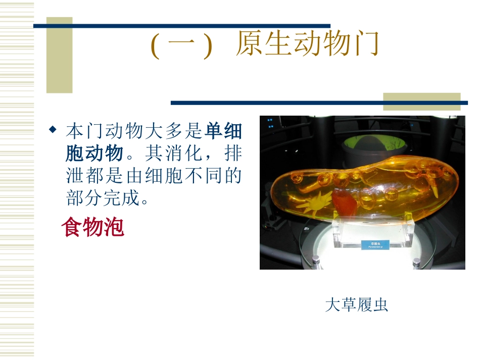 无脊椎动物消化系统比较剖析.ppt_第3页