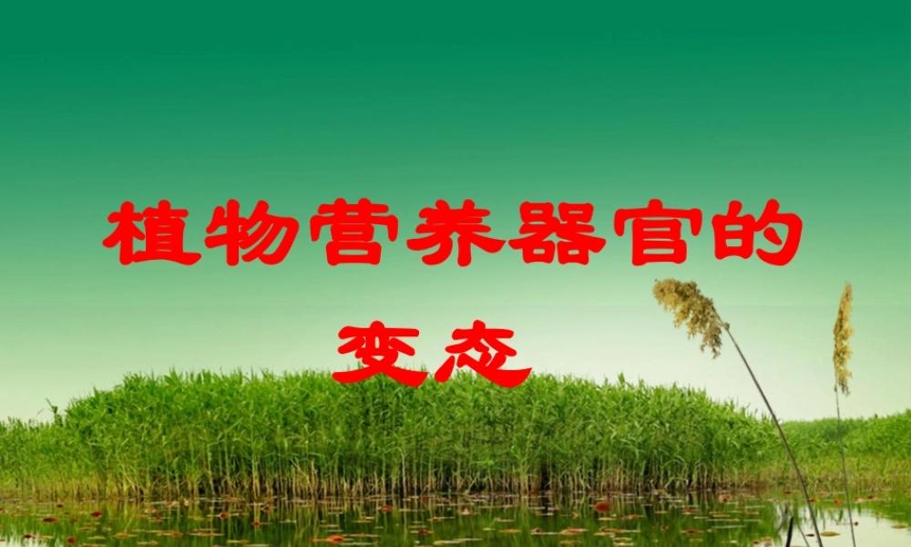植物的营养器官变态.pptx