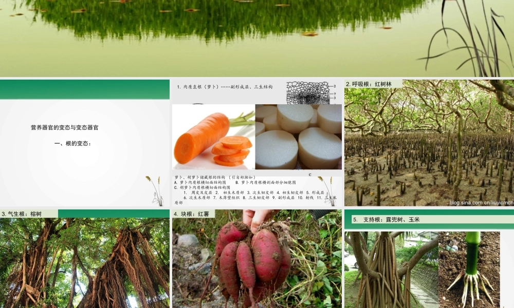 植物的营养器官变态.pptx