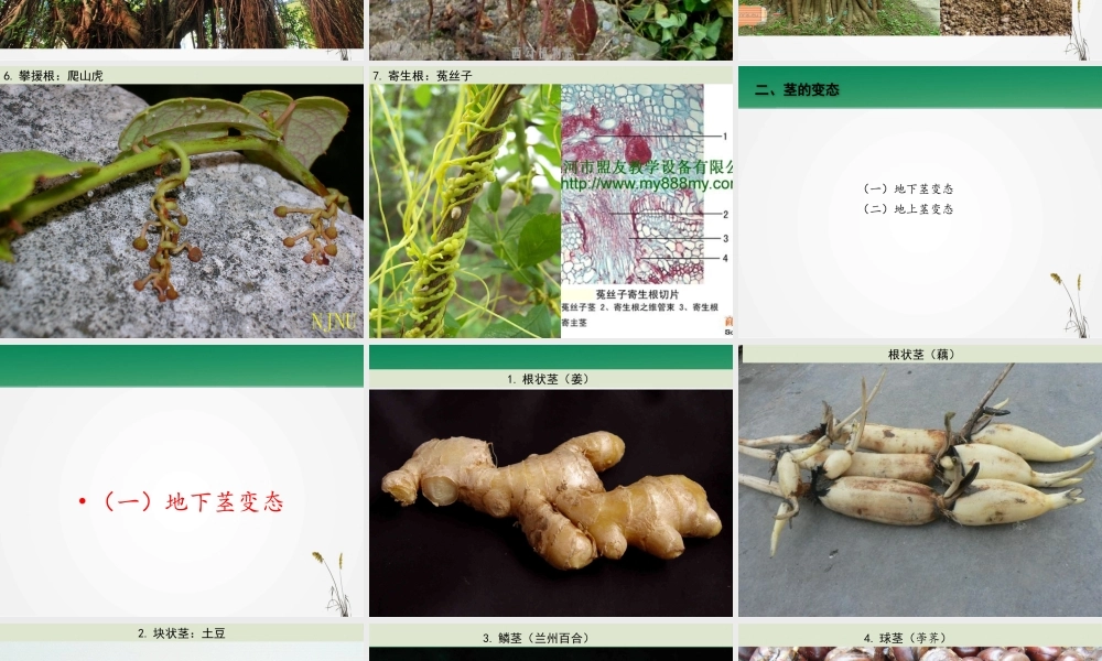 植物的营养器官变态.pptx