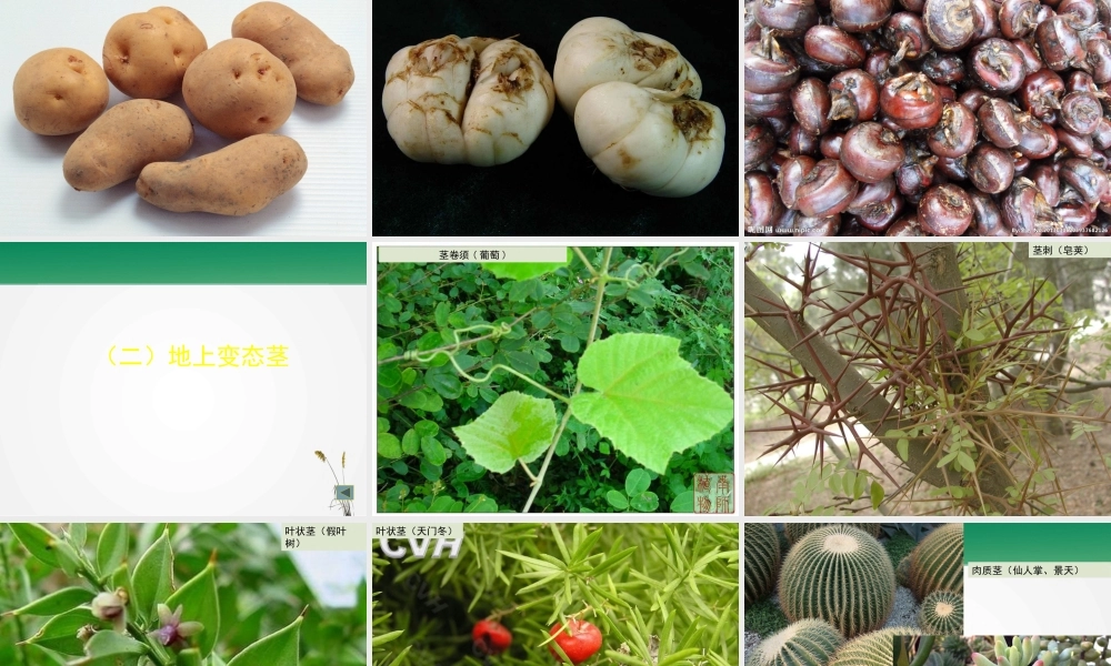 植物的营养器官变态.pptx