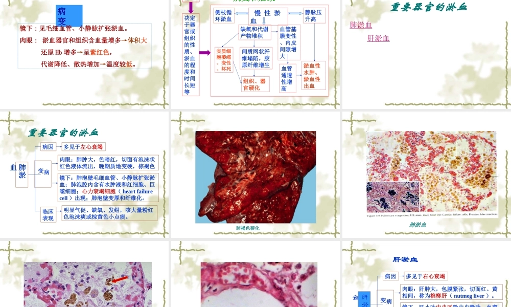 局部血液循环.ppt