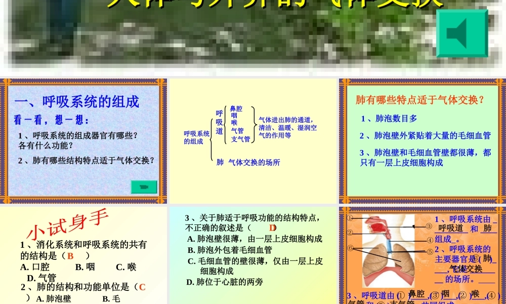 人体与外界的气体交换.ppt