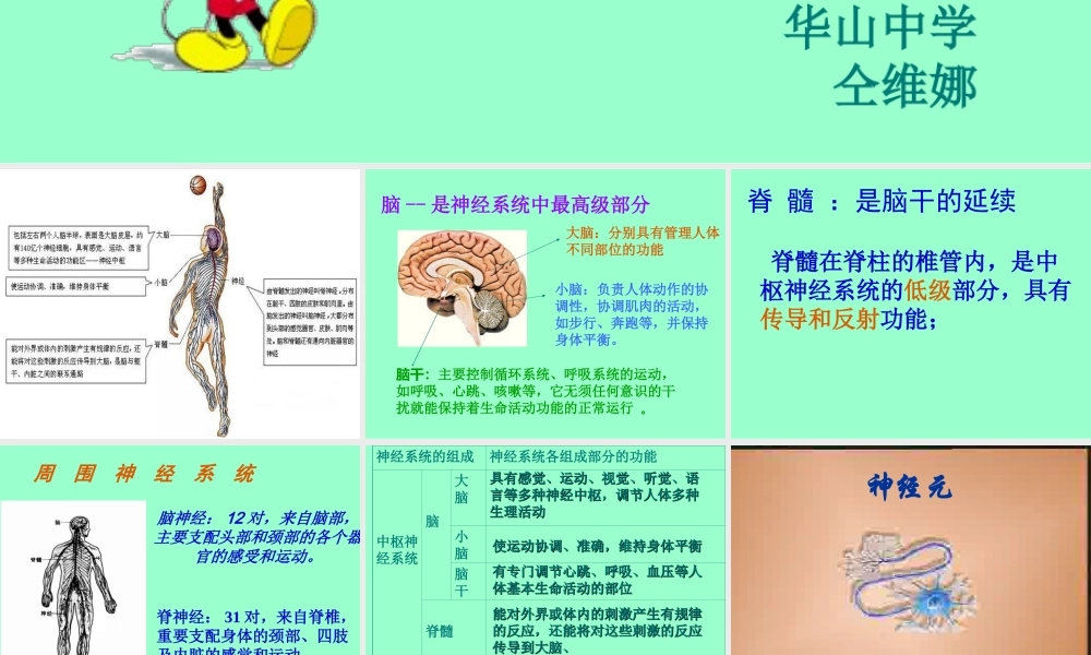 人体的自我调节.ppt