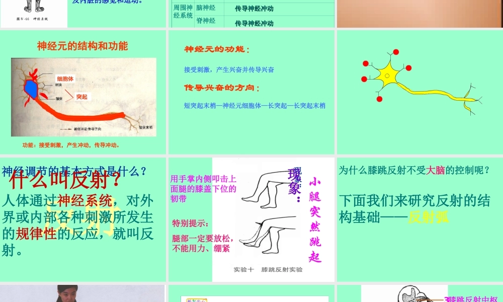 人体的自我调节.ppt