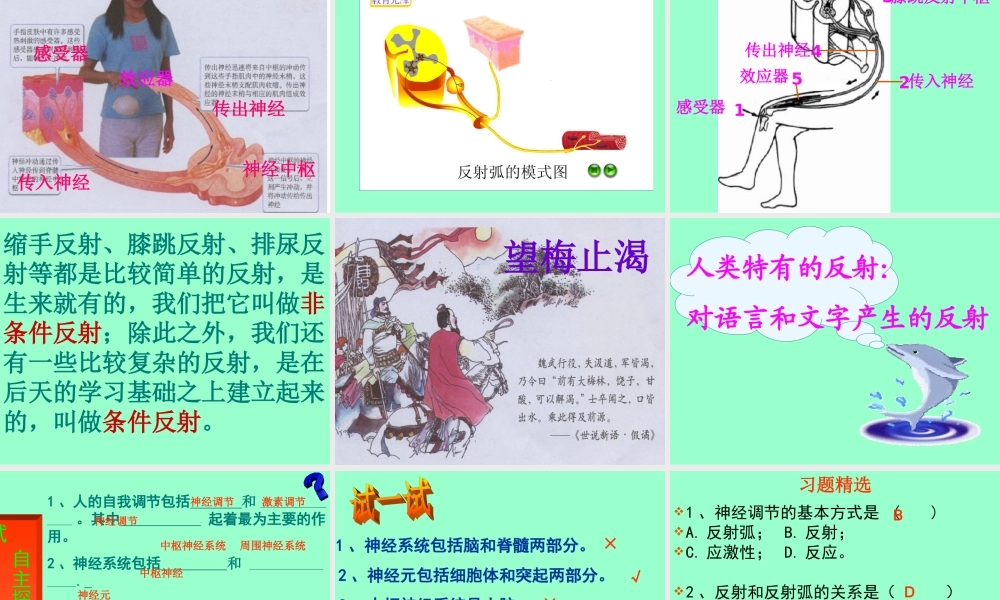 人体的自我调节.ppt