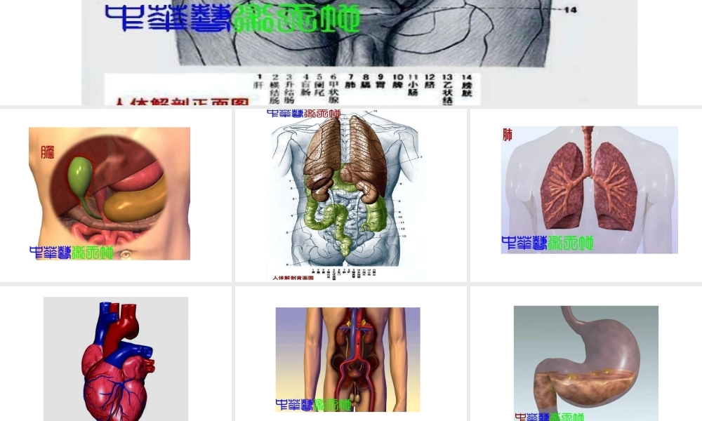 人体内脏结构图.ppt
