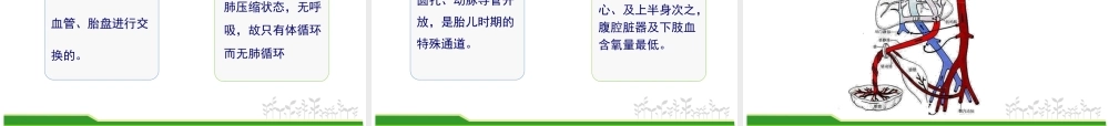 儿科循环.ppt