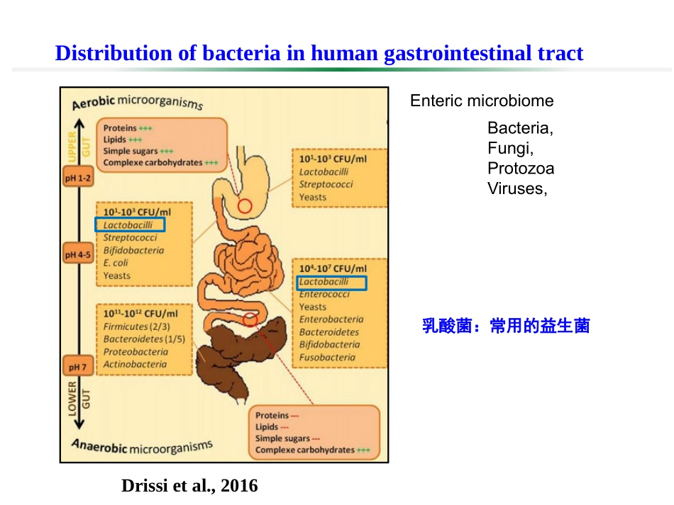 武振龙-乳酸菌与动物肠道健康.pptx_第2页
