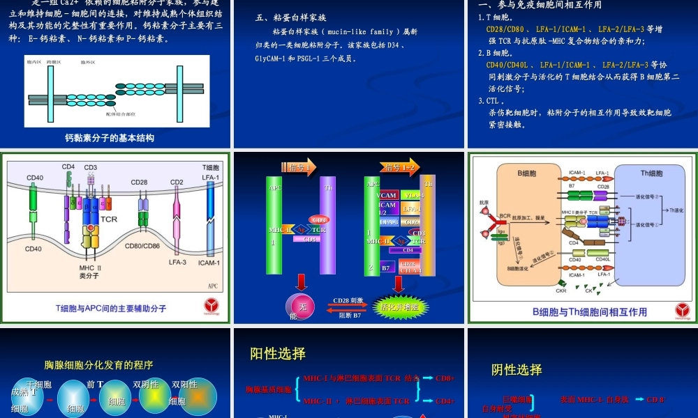 免疫学12-细胞粘附分子.ppt